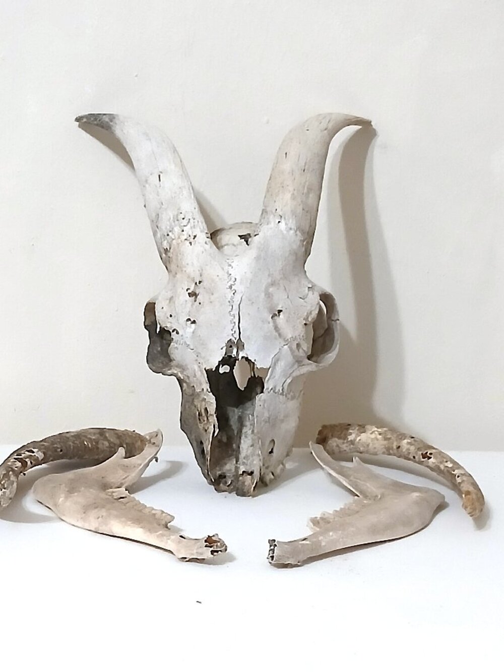 Large Goat Skull Horns Real Bone Taxidermy Oddity Gothic Cabin Decor Display